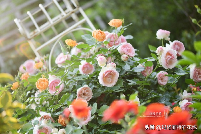 历史悠久的十大名花（海量美图），你选哪个做国花？