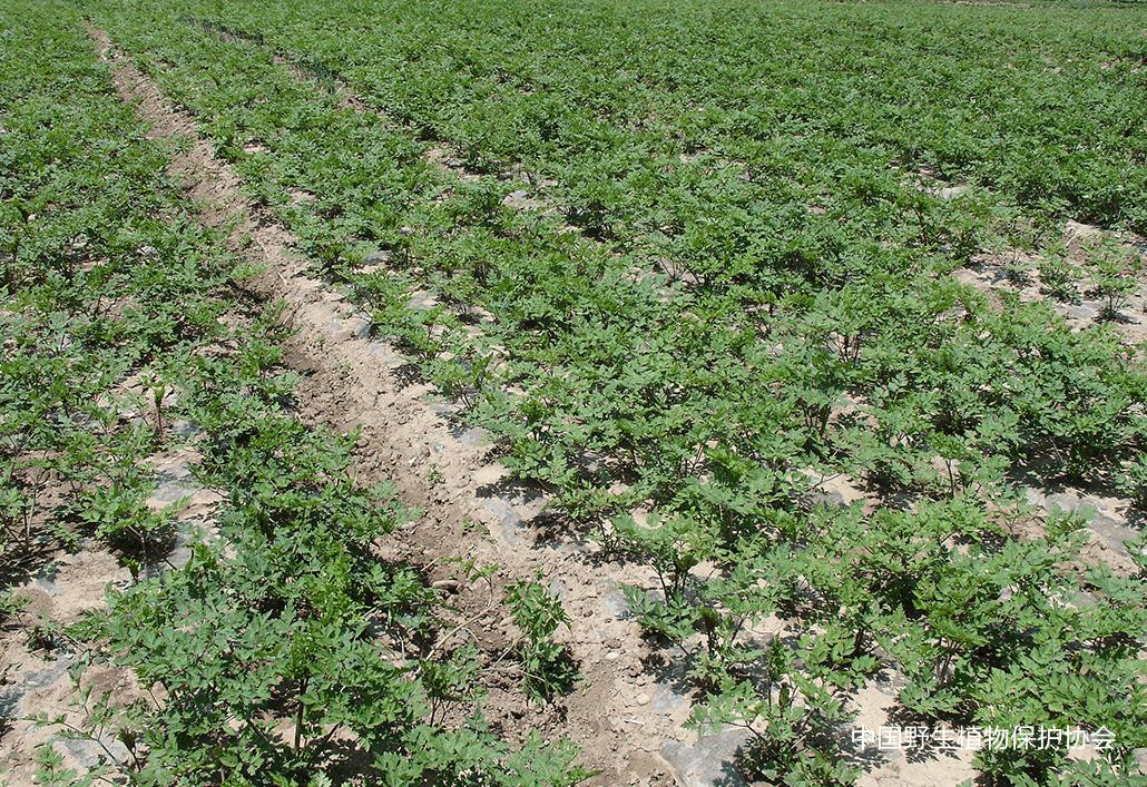 林草科普视频,林草科普宣传视频