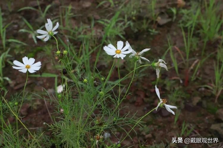 溉澜溪体育公园现在还有花吗,重庆溉澜溪体育公园足球场