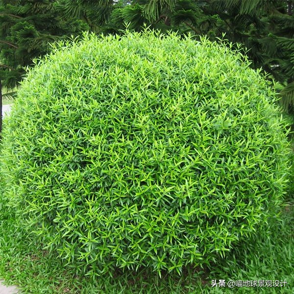 常见的灌木植物100种图片大全,灌木植物种类及图片