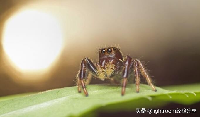 昆虫形象照拍摄技巧有哪些,昆虫拍摄布光方法