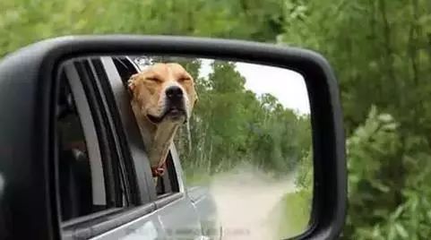 去除车内气味的方法,去除新车内异味的最有效的方法