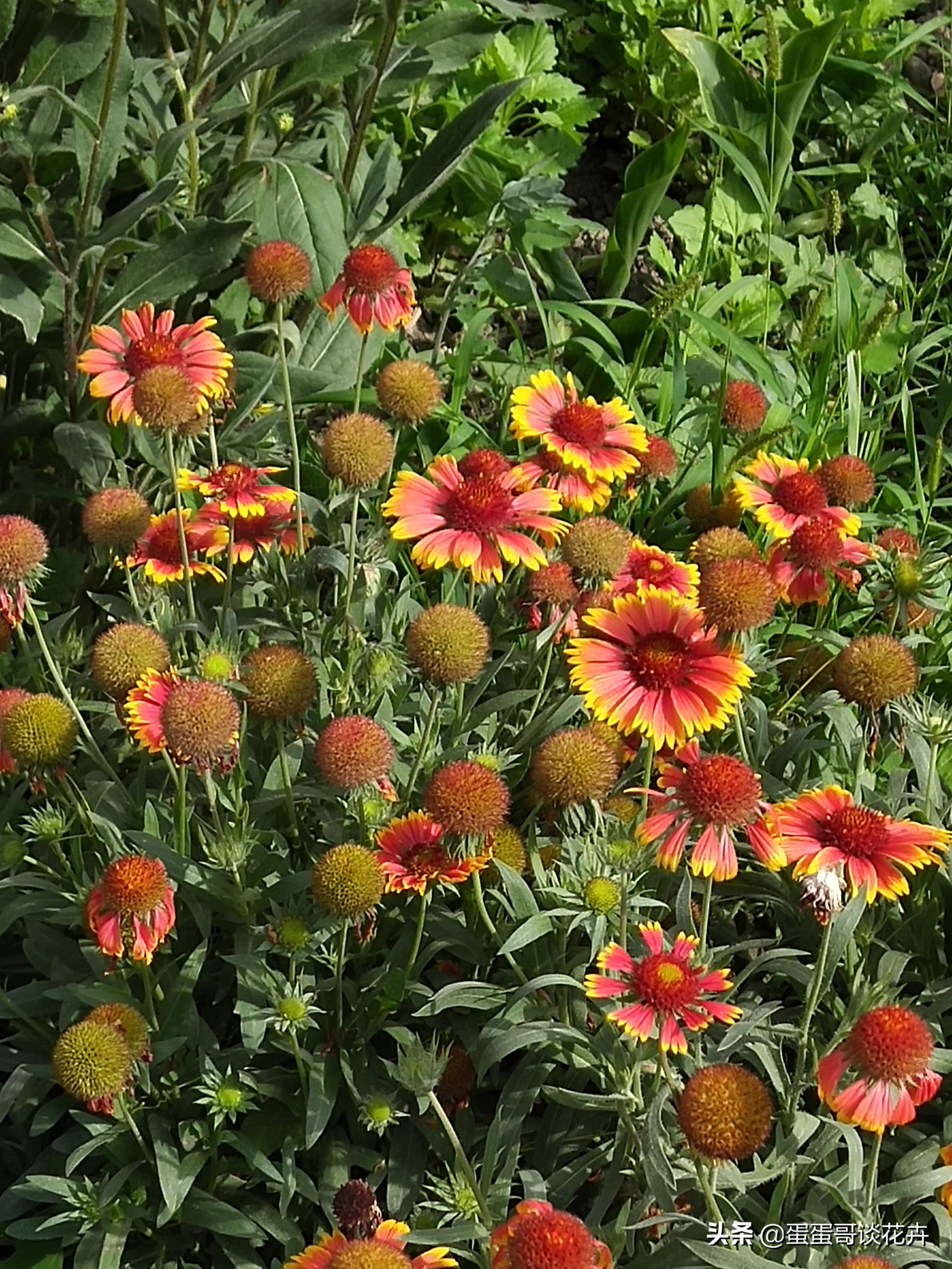 阳台小花园适合养什么绿植,夏季庭院花卉蓝目菊
