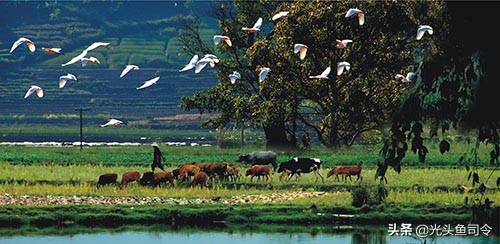 有柴油味的鱼怎么弄,有柴油味的鱼吃了有什么伤害
