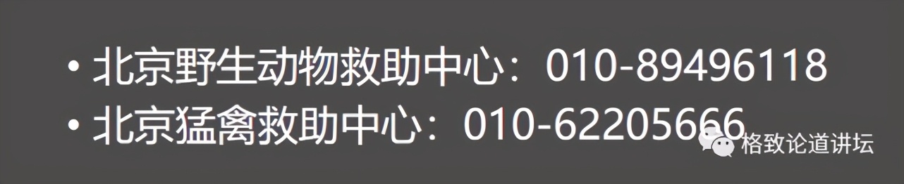 捡到受伤的鸟是好事吗,捡到受伤的鸟联系哪个部门救助