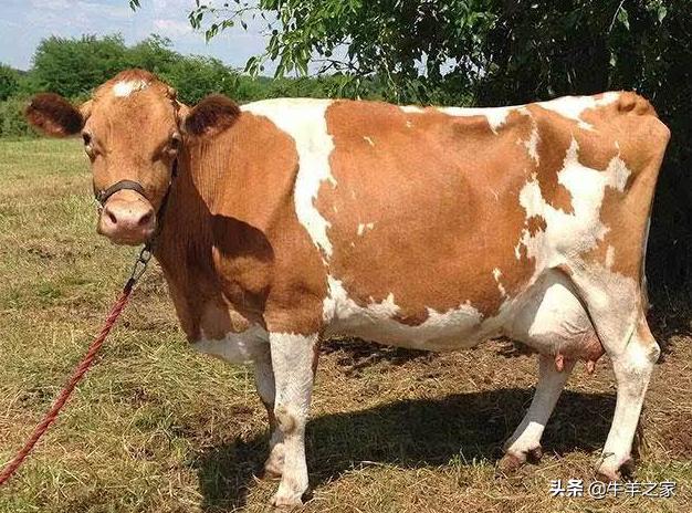 怎样提高肉牛养殖效益,如何提高养牛业经济效益