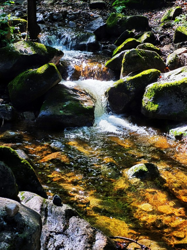 驼梁七月草原美，金莲妖娆入画里/郝贵云