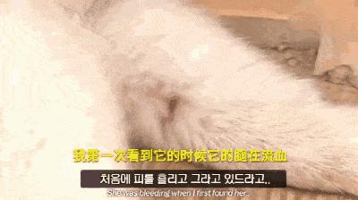 狗狗三个小技巧,狗跛行怎么办