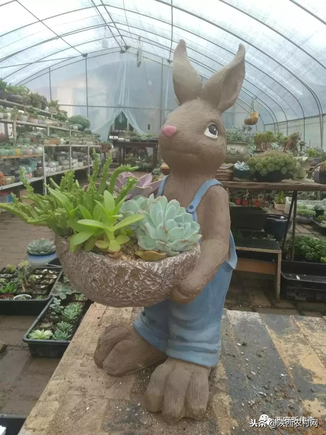 “老吴寻访西府奇人”：一片绿叶创大业