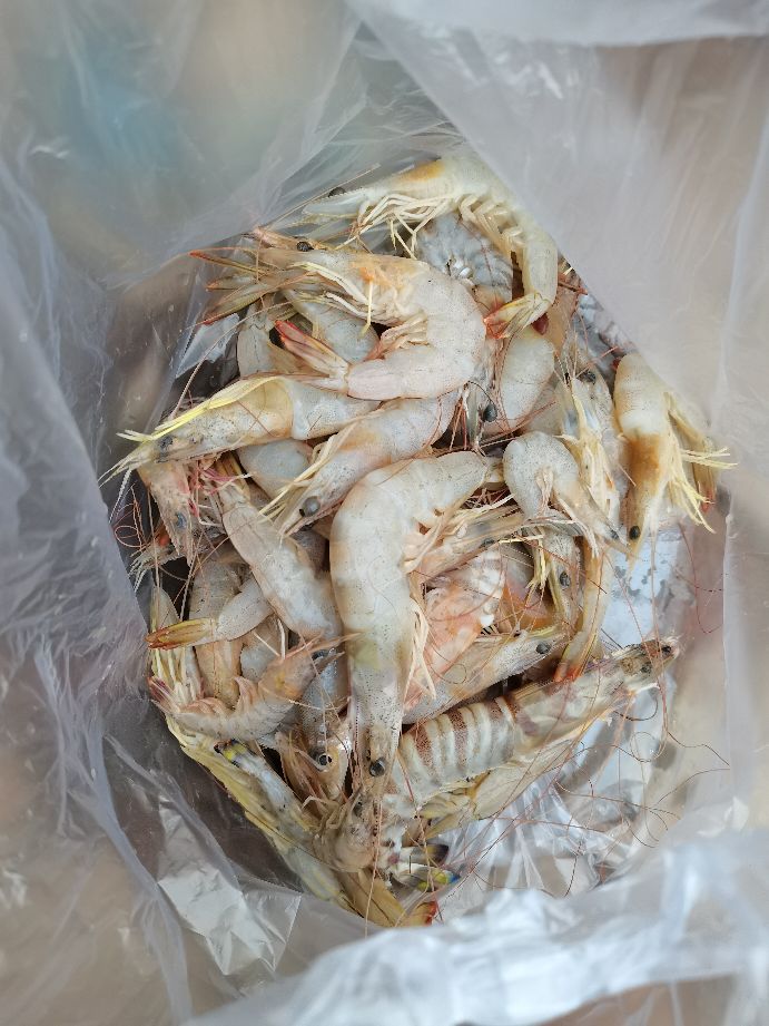 直播包网捕鱼真实性,深海包网捕鱼视频全集