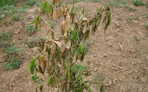 桃树根腐病最佳防治方法,桃树根腐病原因和治疗方法