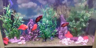 迷你鹦鹉鱼水温30度以上会怎么样,鱼缸水温33度对鹦鹉鱼有没有影响