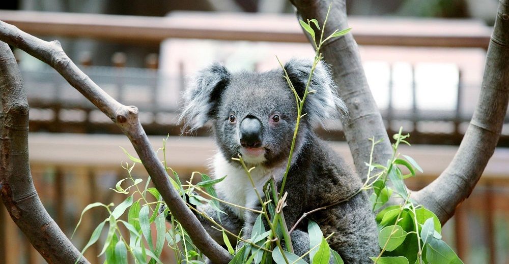 香港海洋公园门票多少钱,香港海洋公园门票票价