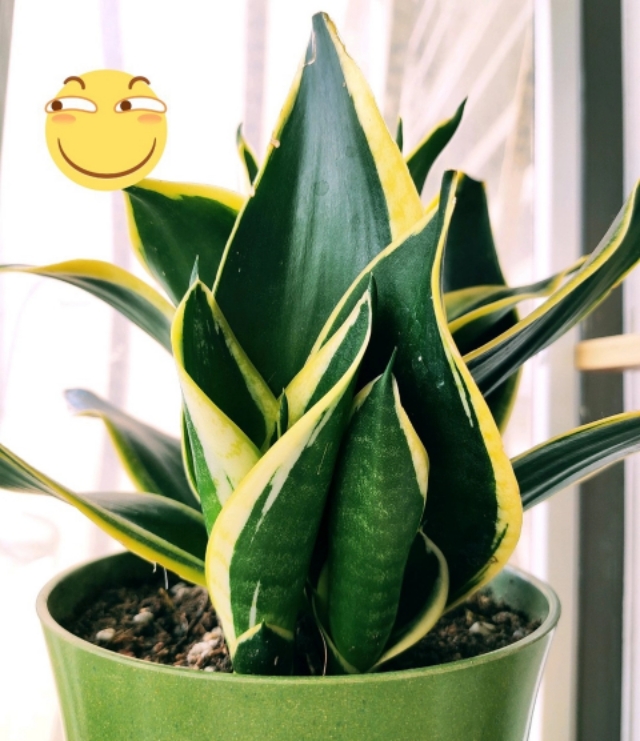 10种公认最好养室内的小盆栽,养护盆栽植物的10大技巧