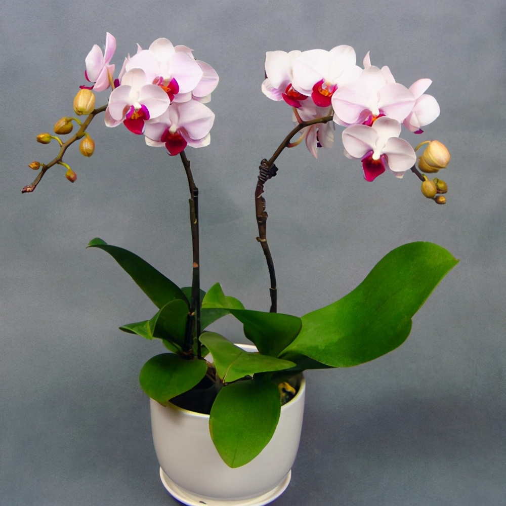 属于国兰的兰花是什么品种,兰花中最名贵兰的品种有哪些