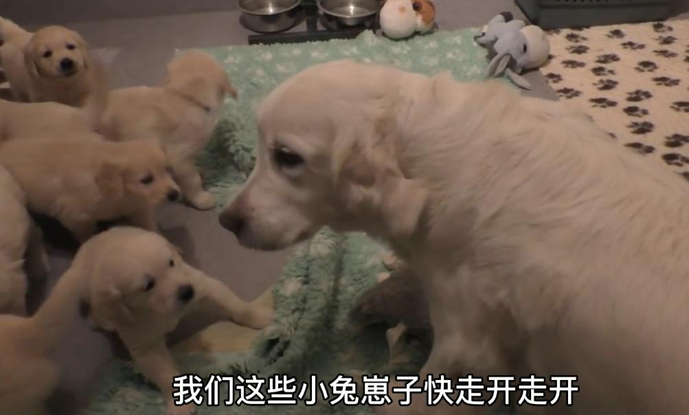 金毛生产了需要给小狗喂奶吗,金毛生了五只小狗生不下来