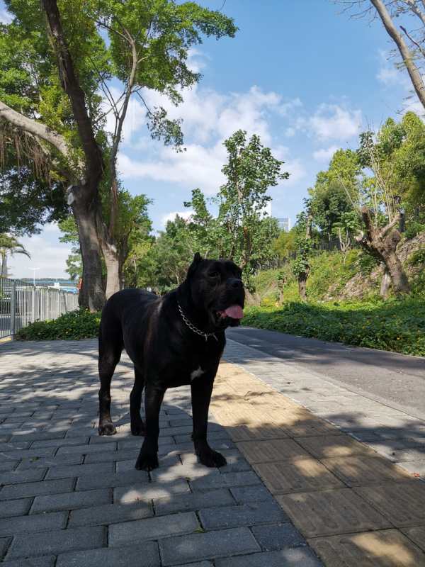 拉鼓带刀护卫,宝哥带刀护卫