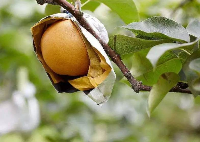 梨树周年栽培管理历，从清园萌芽到挂果采收，病虫管理和施肥方案