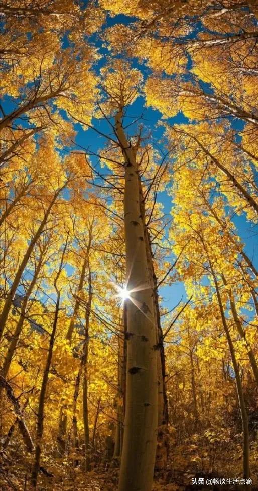 重阳节不下雨有什么说法,立冬重阳节