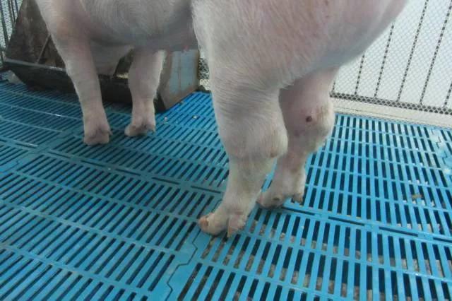 保育猪关节肿大的治疗方法,猪关节肿大怎么治疗最有效