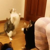 养猫的七条禁忌,养猫攻略之猫咪乱尿