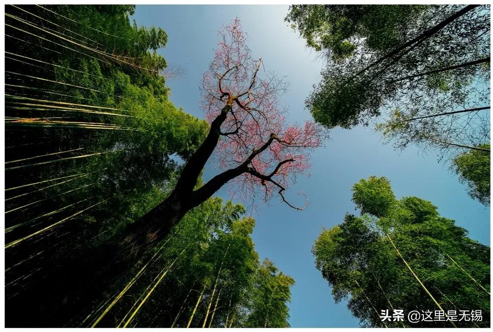 宜兴旅游攻略樱花,江苏溧阳茶园樱花绽放