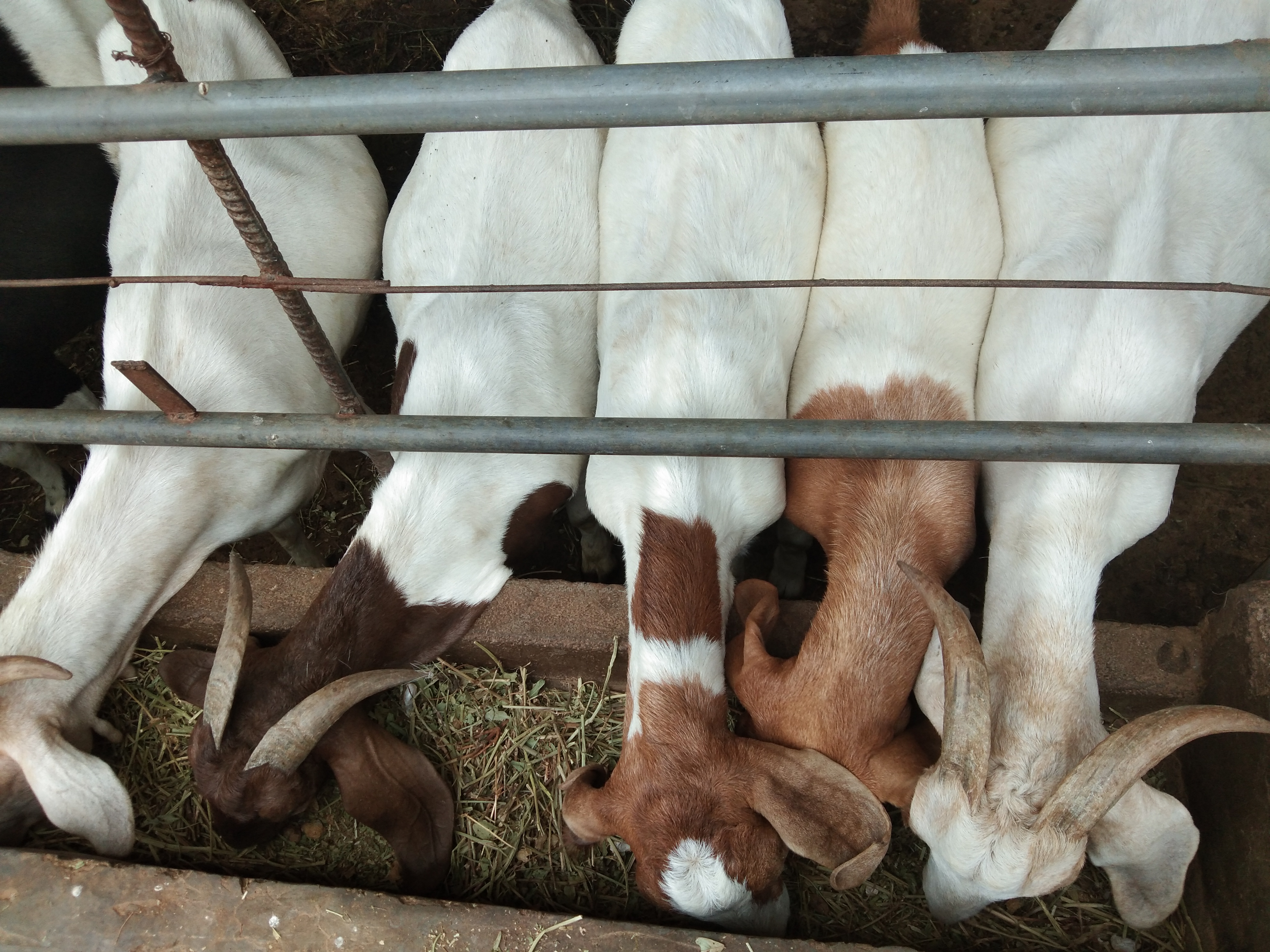 养羊常备哪些药,养羊准备的常用药