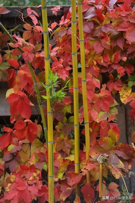 纯情的红叶……爬山虎