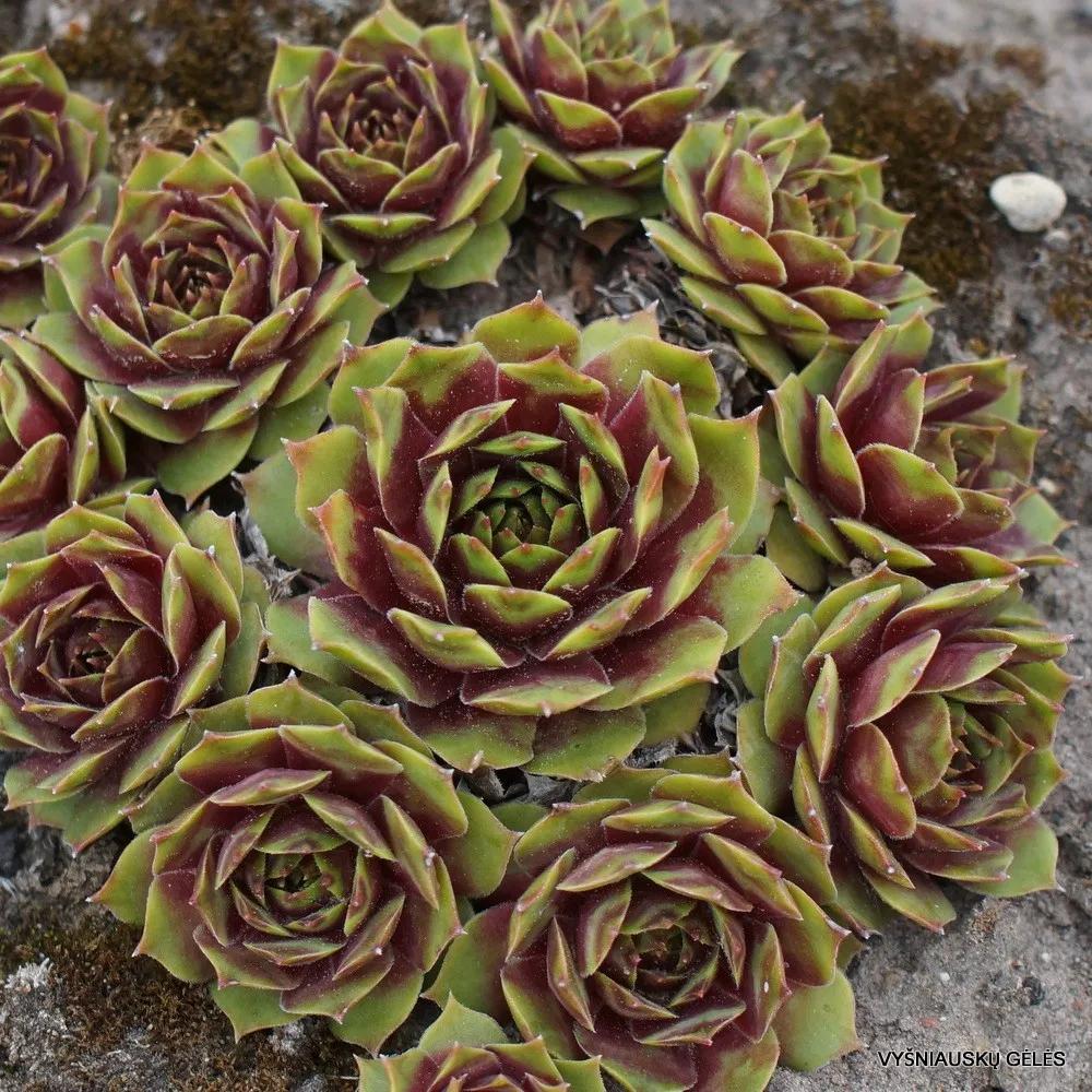 肉肉长根瘤怎么处理,肉肉养殖前的处理方法