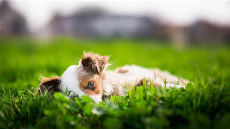 狗狗怀孕多少天可以看出怀了几只,怎么判断狗狗是否怀孕初期症状