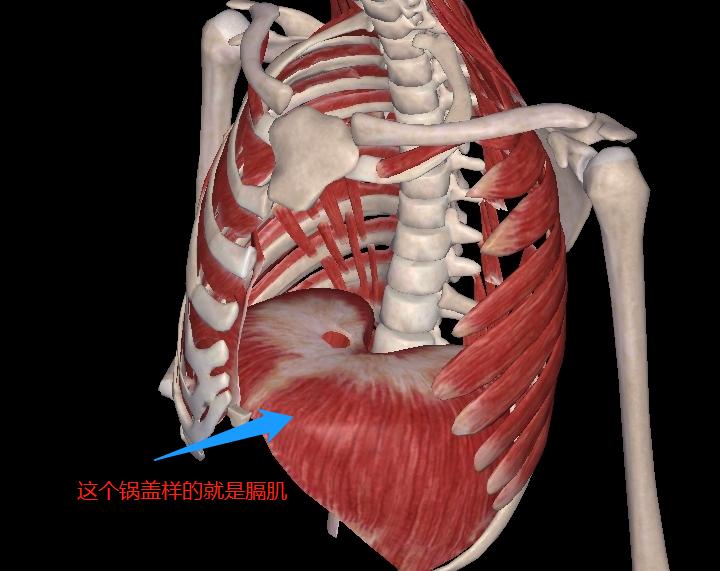 血会膈俞的解释,血会膈俞气会膻中