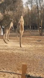 图集|如果侃爷当了美国总统，大家岂不是可以看第一夫人开车？