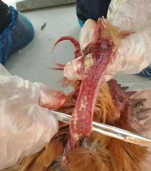 鸡支气管堵有什么治疗方法,肉食鸡支气管堵塞最好的解决方法