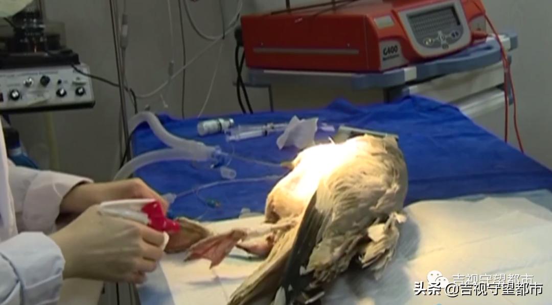 野生银鸥腿骨折，医生手术治疗