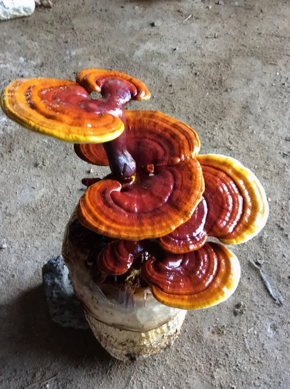 野生灵芝与人工栽培的灵芝差别,野生灵芝和人工种植的灵芝的区别