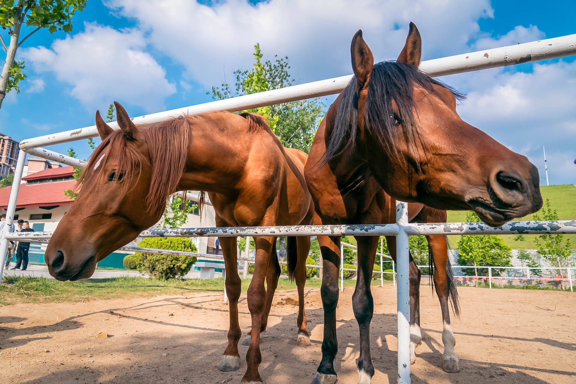 龙口锡青铜大坐佛,龙口全国第一大铜佛