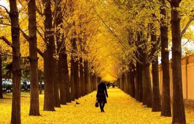 郑州没有互联网？郑州IT狗回应：因有少林寺、大鲤鱼…而幸福