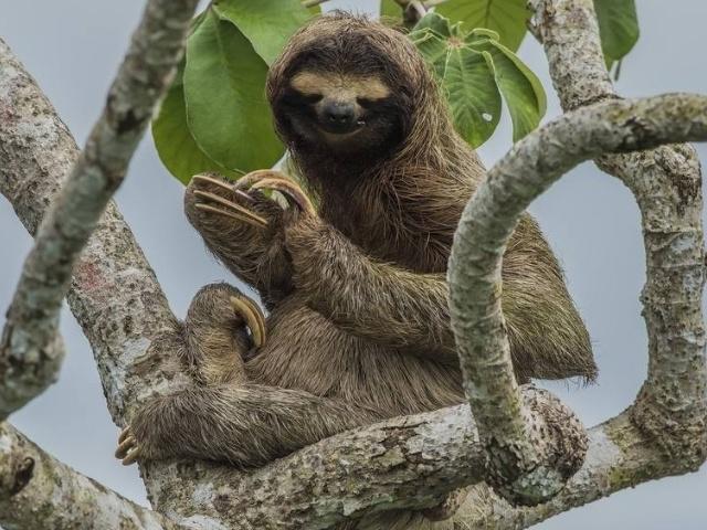亚马逊热带雨林多大面积,亚马逊雨林最多的植被
