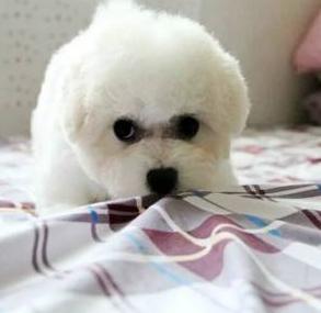 再温顺的动物也会反抗,再温顺的狗也会有人嫌你掉毛