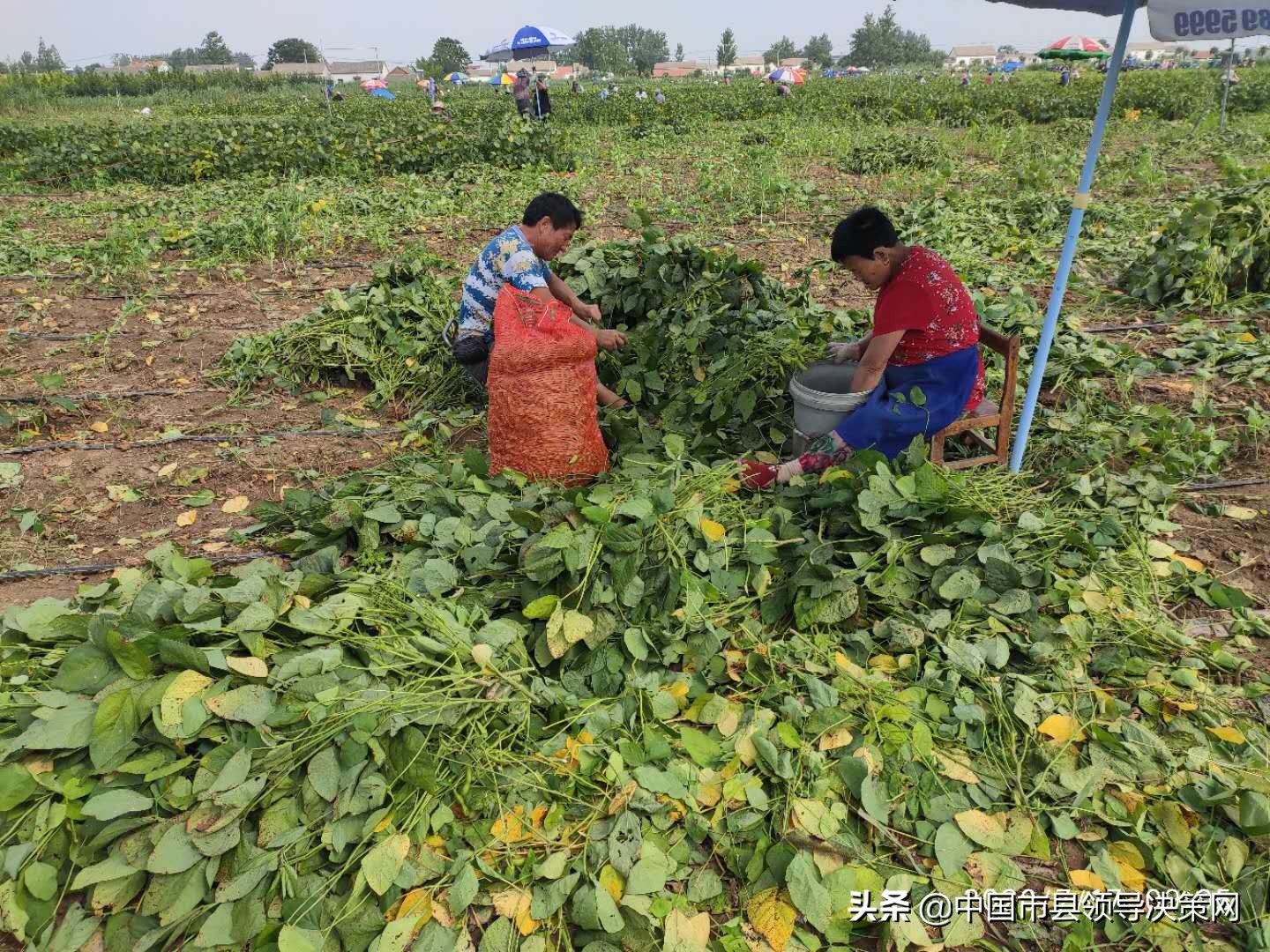 小康路上阔步行——响水县南河镇加快推进现代农业发展工作纪实