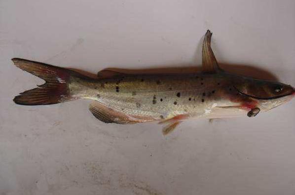 湖北斑点叉尾鮰养殖,斑点叉尾鮰工厂化高密度养殖