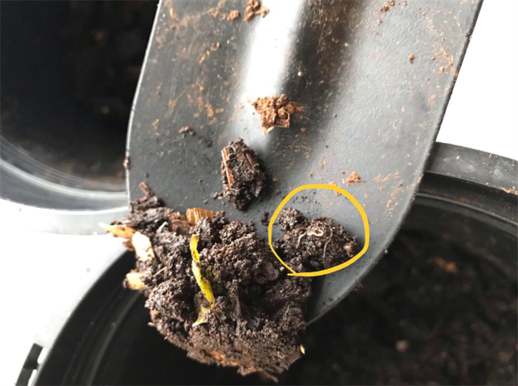 花盆小白虫子怎么消灭,花盆里的小虫子怎么消灭最彻底