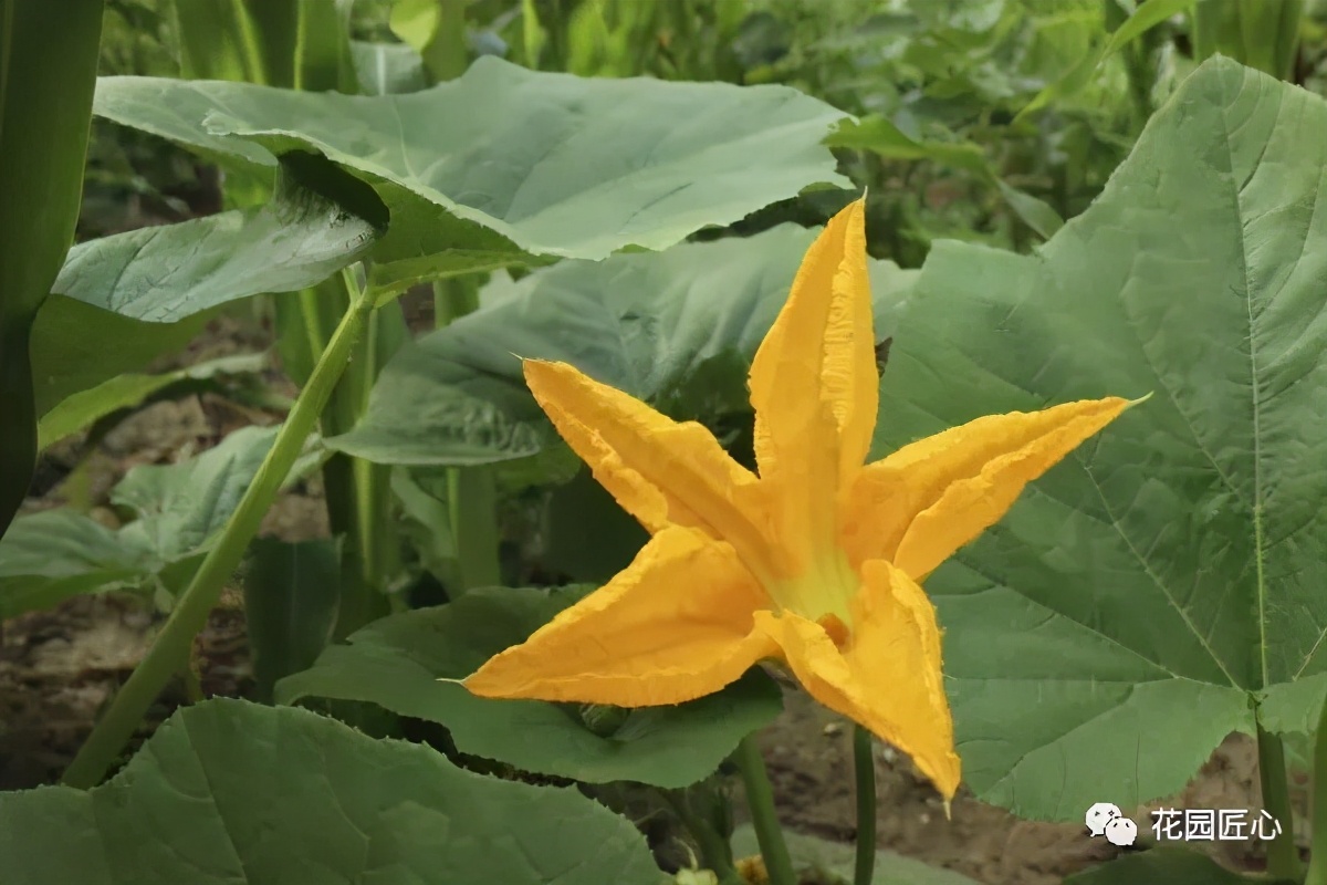 可以食用的花可制作的美食,100种可食用花的做法