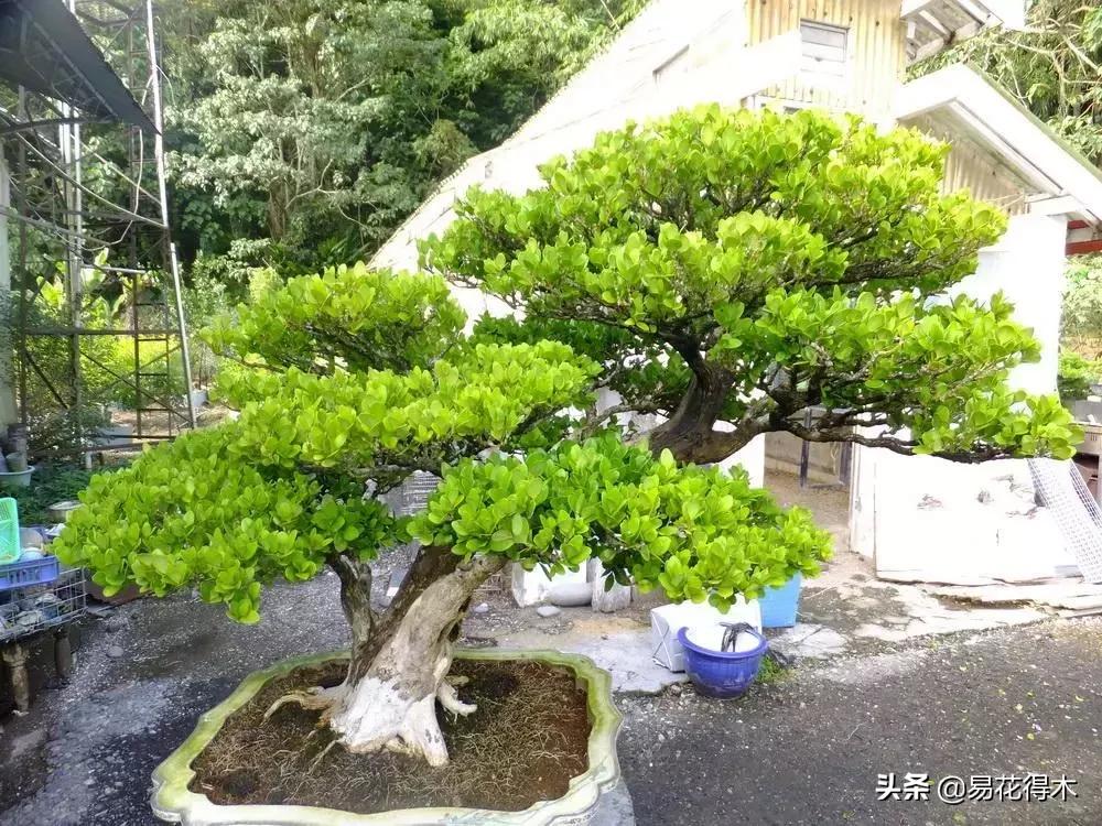 瓜子黄杨珍珠黄杨雀舌黄杨哪种好,黄杨雀舌和黑珍珠区别