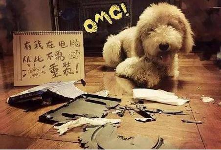 巨型贵宾犬为什么不建议养,巨型贵宾犬能聪明到什么程度
