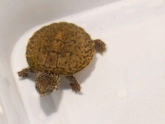 错甲龟和正常龟哪个贵,黄头侧颈龟错甲什么意思