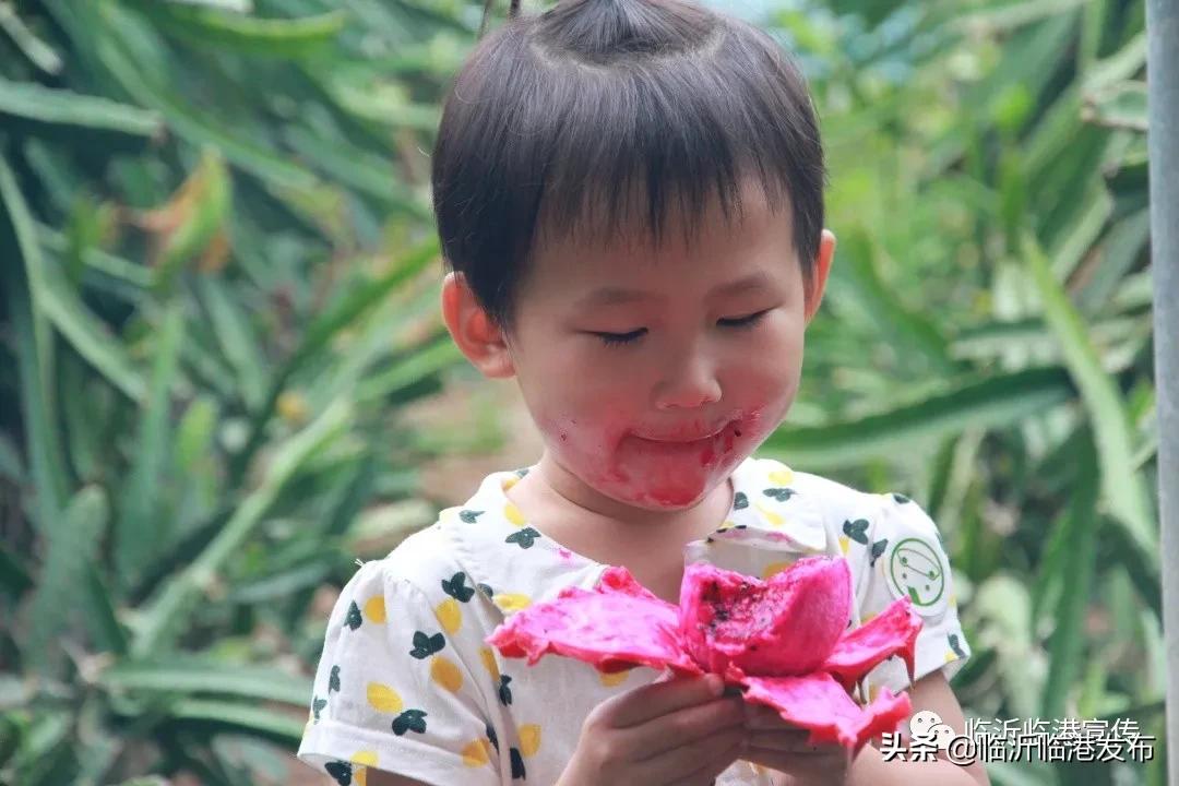 白莲镇火龙果采摘,火龙果采摘园欢迎您的到来