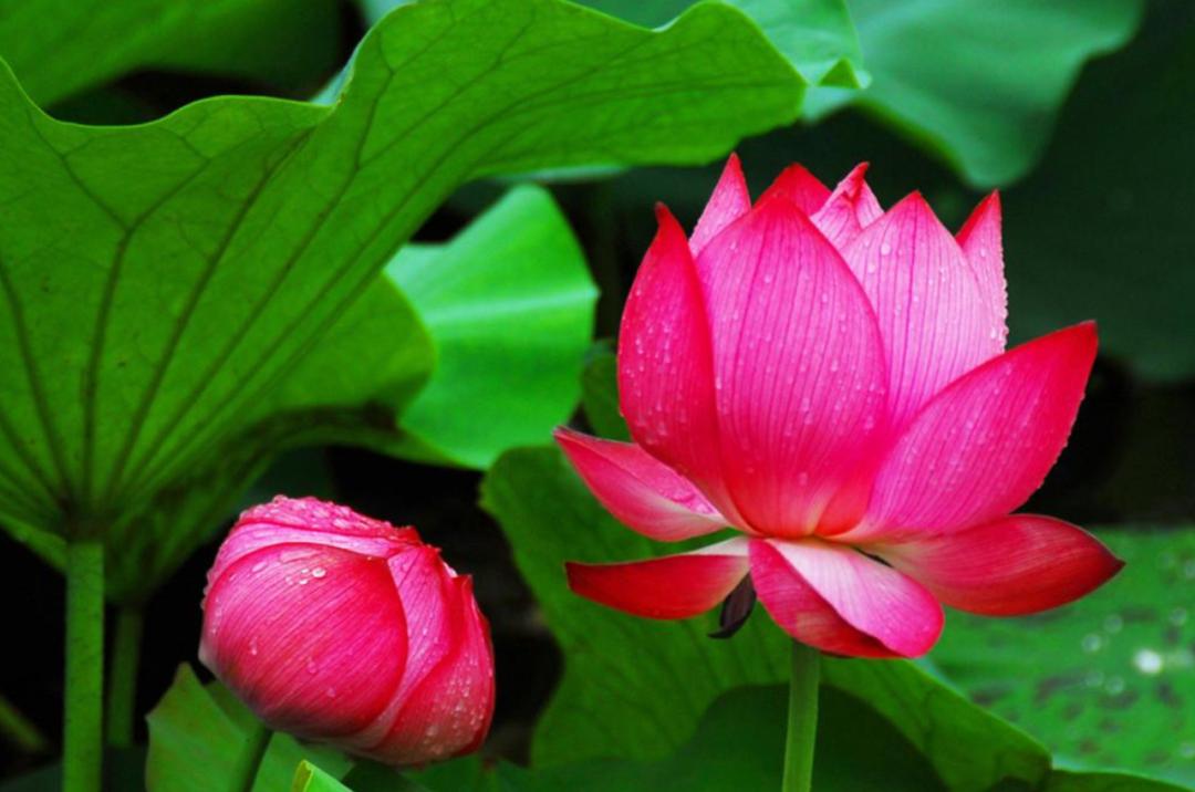 10句描写荷花的经典古诗词,描写荷花的古诗句20首