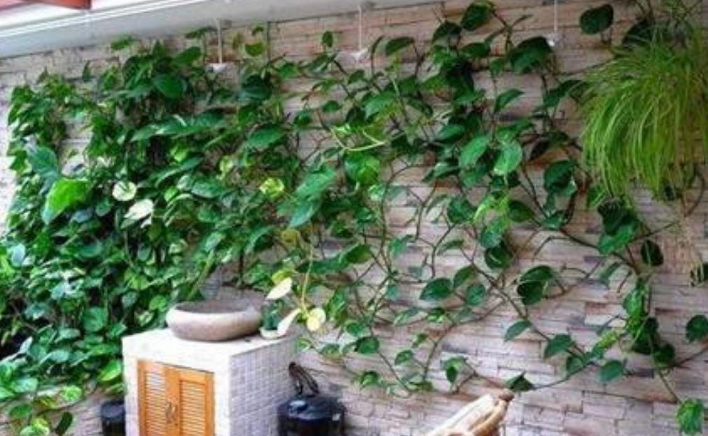 绿萝浇水过多黄叶怎么补救,绿萝浇水过多导致黄叶怎么办