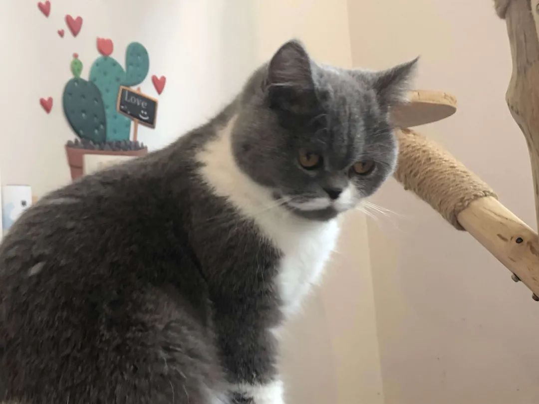 用醋给猫洗澡除跳蚤行不行,给猫除跳蚤猫舔了毛怎么办